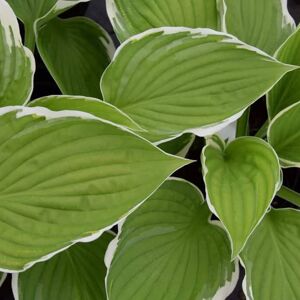 Hosta 'Francee' ---